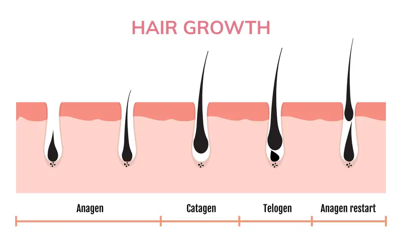  Normal Cycle of Hair Growth