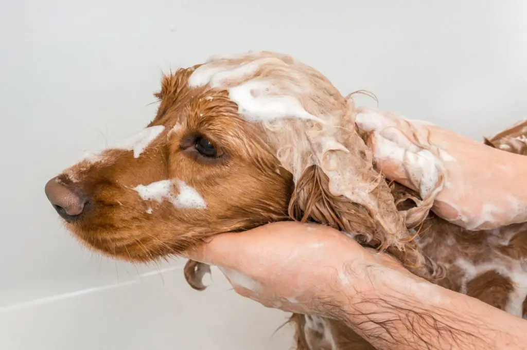 is pantene safe for dogs