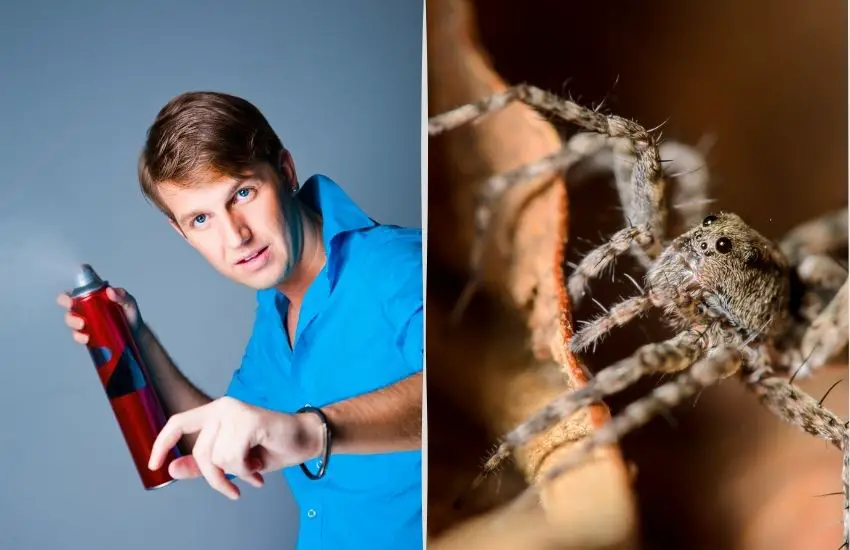 Does Hairspray Kill Spiders